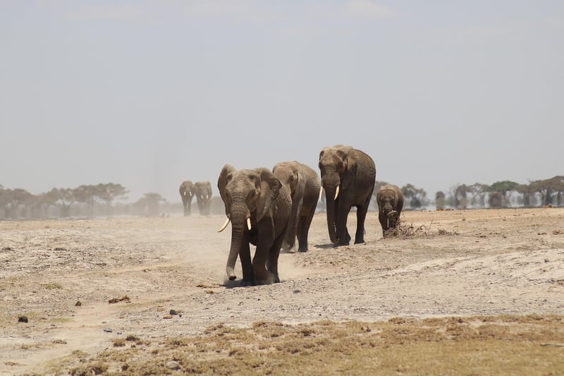 Safari Tented Camp